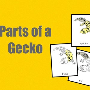 Parts of a Gecko • Nomenclature Cards • Montessori • Flash Cards • Digital Montessori • Printable • Three Part Cards