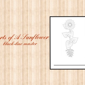 Parts of a Sunflower • Black Line Master • Nomenclature Cards • Montessori • Flash Cards • Digital Montessori • Printable • Three Part Cards