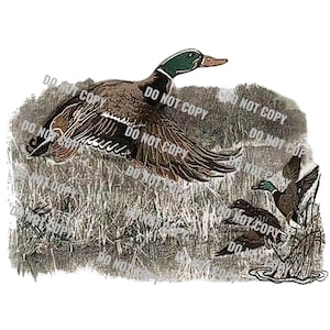 May include: A vintage illustration of three ducks in a grassy marsh. The ducks are brown and green with long, pointed beaks. The duck in the foreground is flying with its wings spread wide. The other two ducks are standing in the grass.