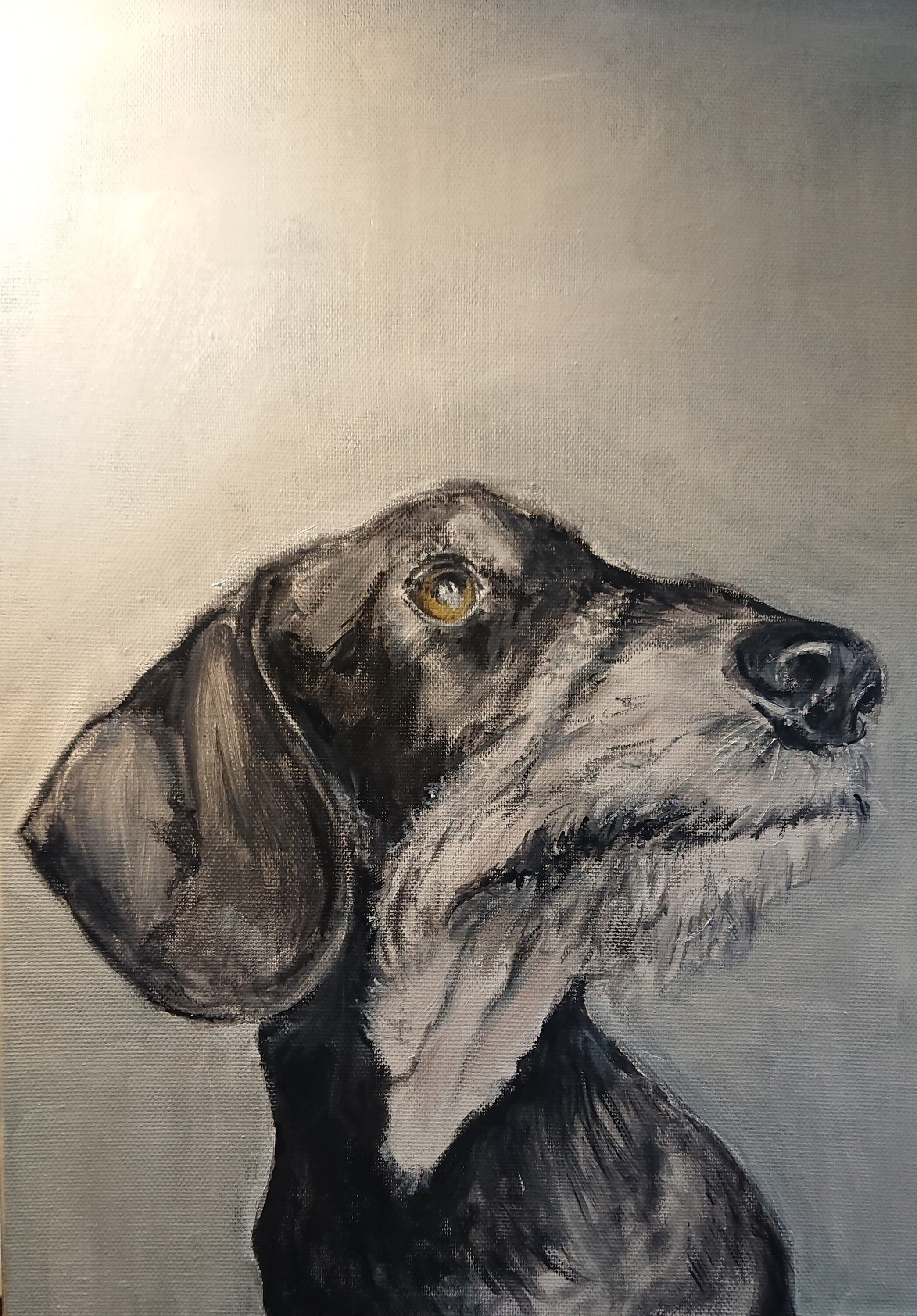 Teckel à Poils Durs