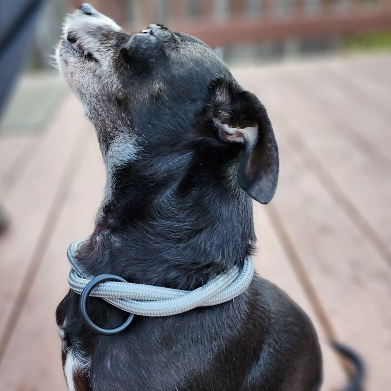 Twisted Rope Dog Collar Etsy