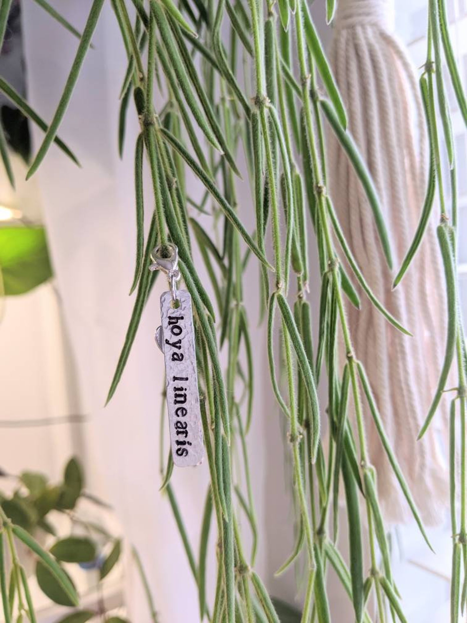 Plant ID Tags Plant Tags Plant Identification Houseplant Etsy