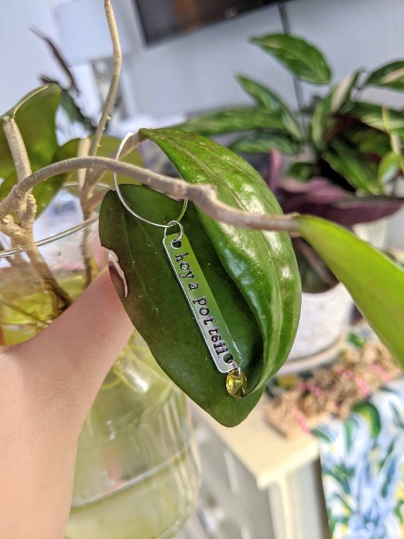 Plant ID Tags Plant Tags Plant Identification Houseplant Etsy