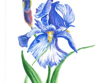 DIGITAL DRUCKBARE Iris Aquarell Malerei