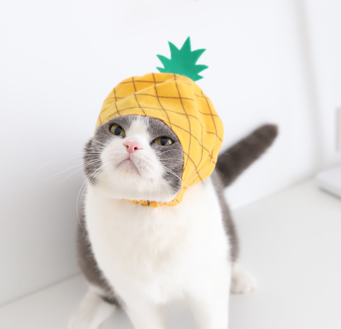 Cat Hat Pineapple-shaped Hats For Cat Cat CapCat Costume | Etsy