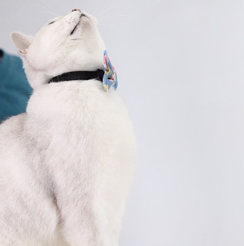 kitten collar for human