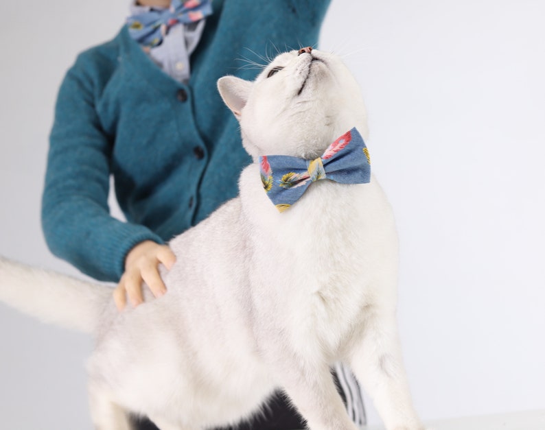 kitten collar for human