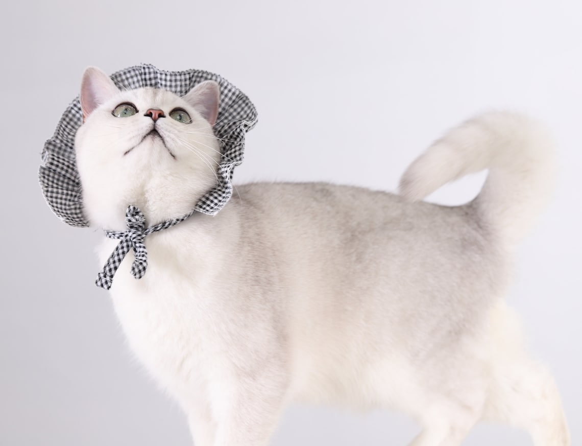 Cat HatCat BeanieCat CapCat Cosplay Pet Clothing Pet Etsy