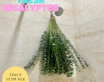 Large Fresh Eucalyptus Shower Bundle, Aromatherapy, Eucalyptus Bundle, Shower Eucalyptus Bundle, Fresh Eucalyptus, Eucalyptus Shower Bundle