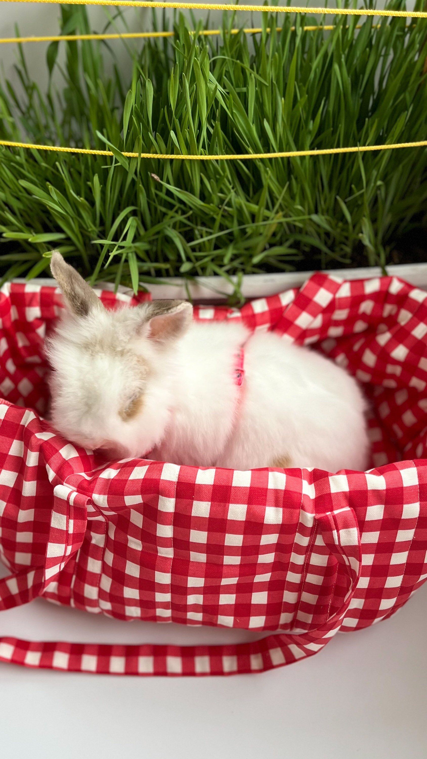Rabbit Carrier Snuggle Bunny Bed Rabbit House Bunny House Purse