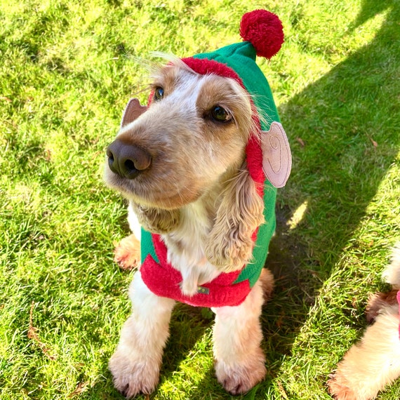 medium dog christmas jumper