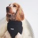 Plain Dog Jumper 