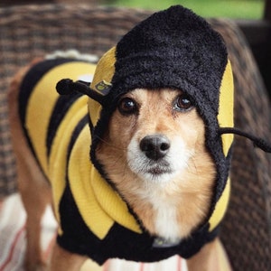 Bee Dog Jumper