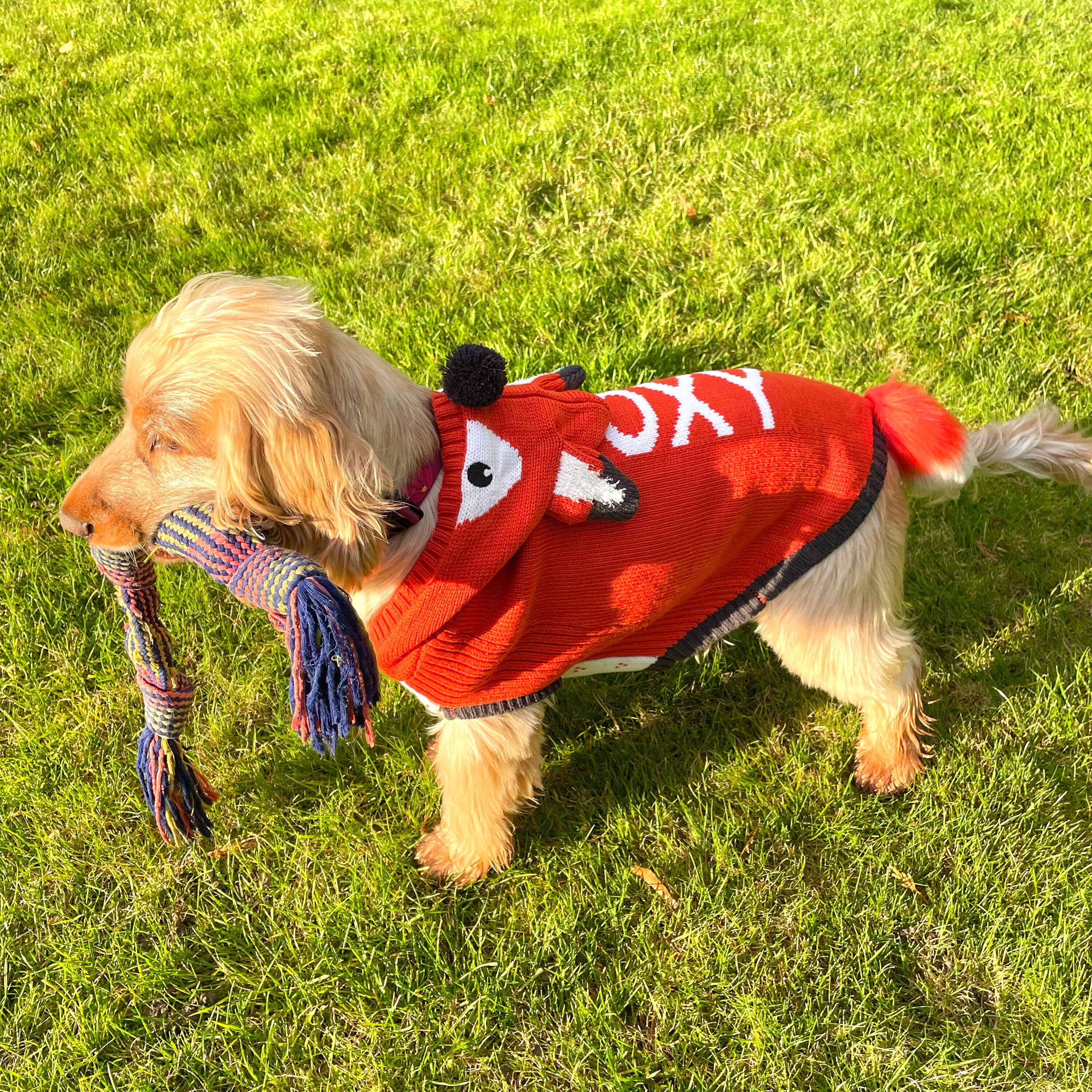 Pets at home dog clothes sale