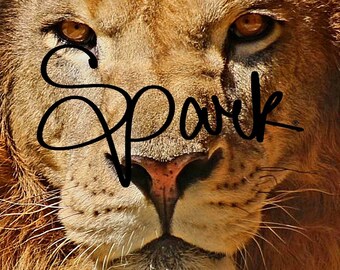 Le Lion.. Le Roi