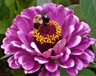 Sentir la rose