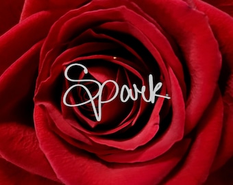 Pleine floraison