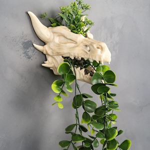 May include: A cream-coloured dragon skull planter with green foliage spilling from the mouth and top. The wall-mounted decor features detailed bone texture and adds a unique, fantasy-inspired touch to any space.