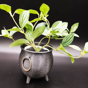 May include: A decorative plant with green and white striped leaves in a black cauldron-shaped pot. The pot has a textured finish, three small feet, and a gold-coloured ring handle. The background is black.