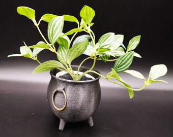 May include: A decorative plant with green and white striped leaves in a black cauldron-shaped pot. The pot has a textured finish, three small feet, and a gold-colored ring handle. The background is black.