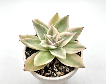 Variegated Echeveria Rubella