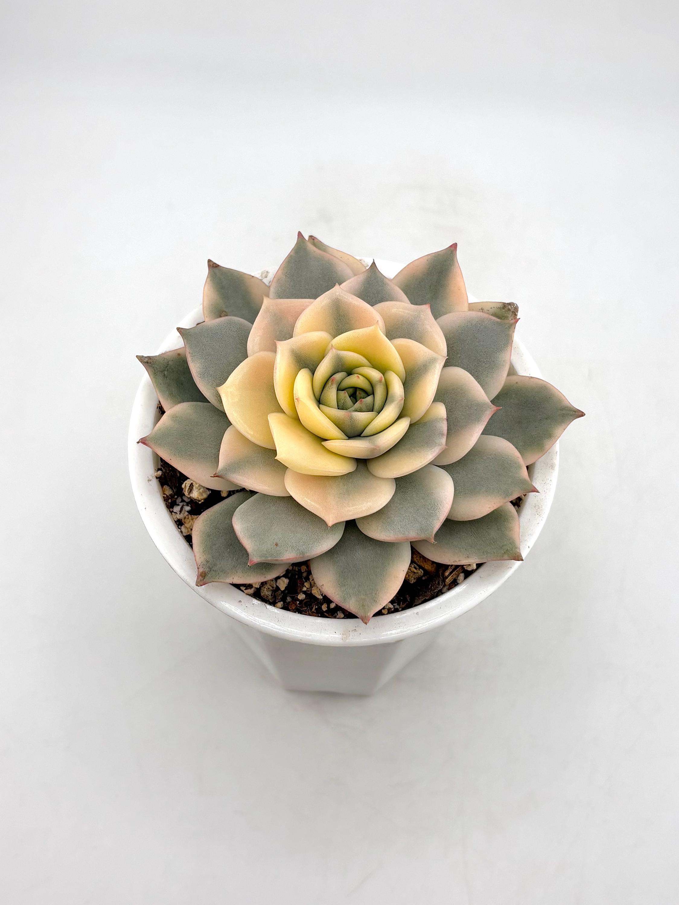 Variegated Echeveria Pink Erica - Etsy