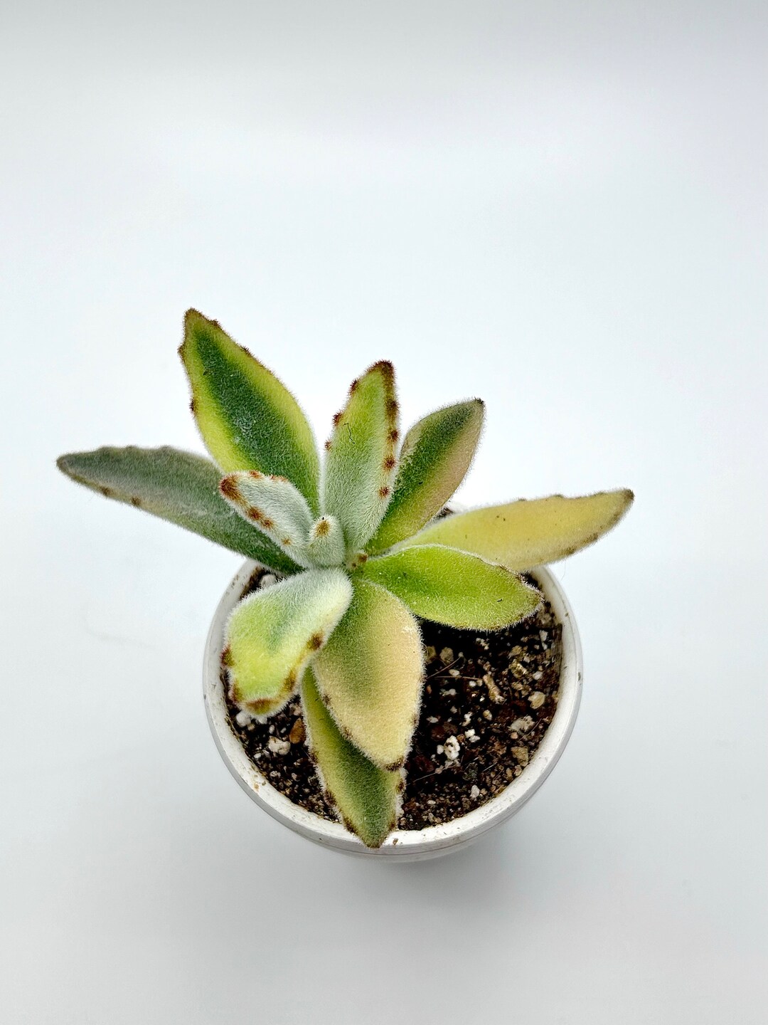 Variegated Kalanchoe Moon Rabbit Etsy