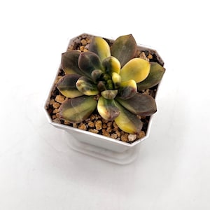 Variegated Pachyveria Paradoxa