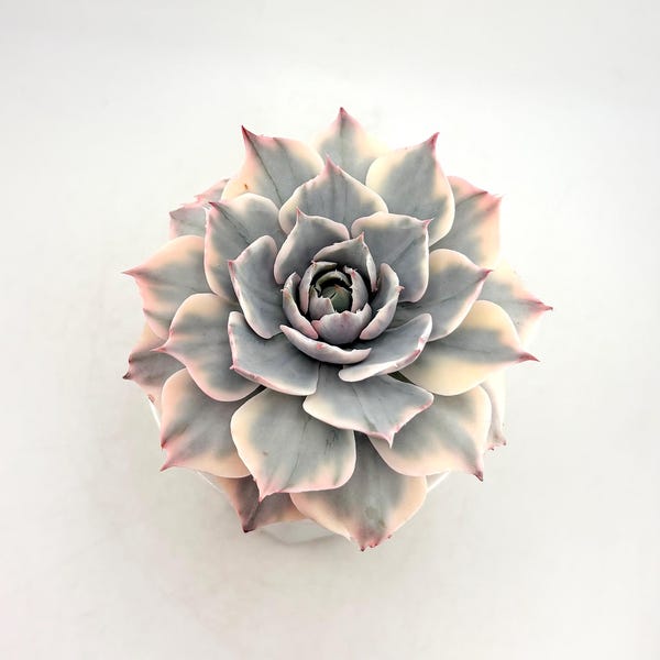 Variegated Echeveria Amistar