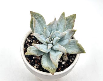 Variegated Mutated Graptoveria Harry Watson White Form