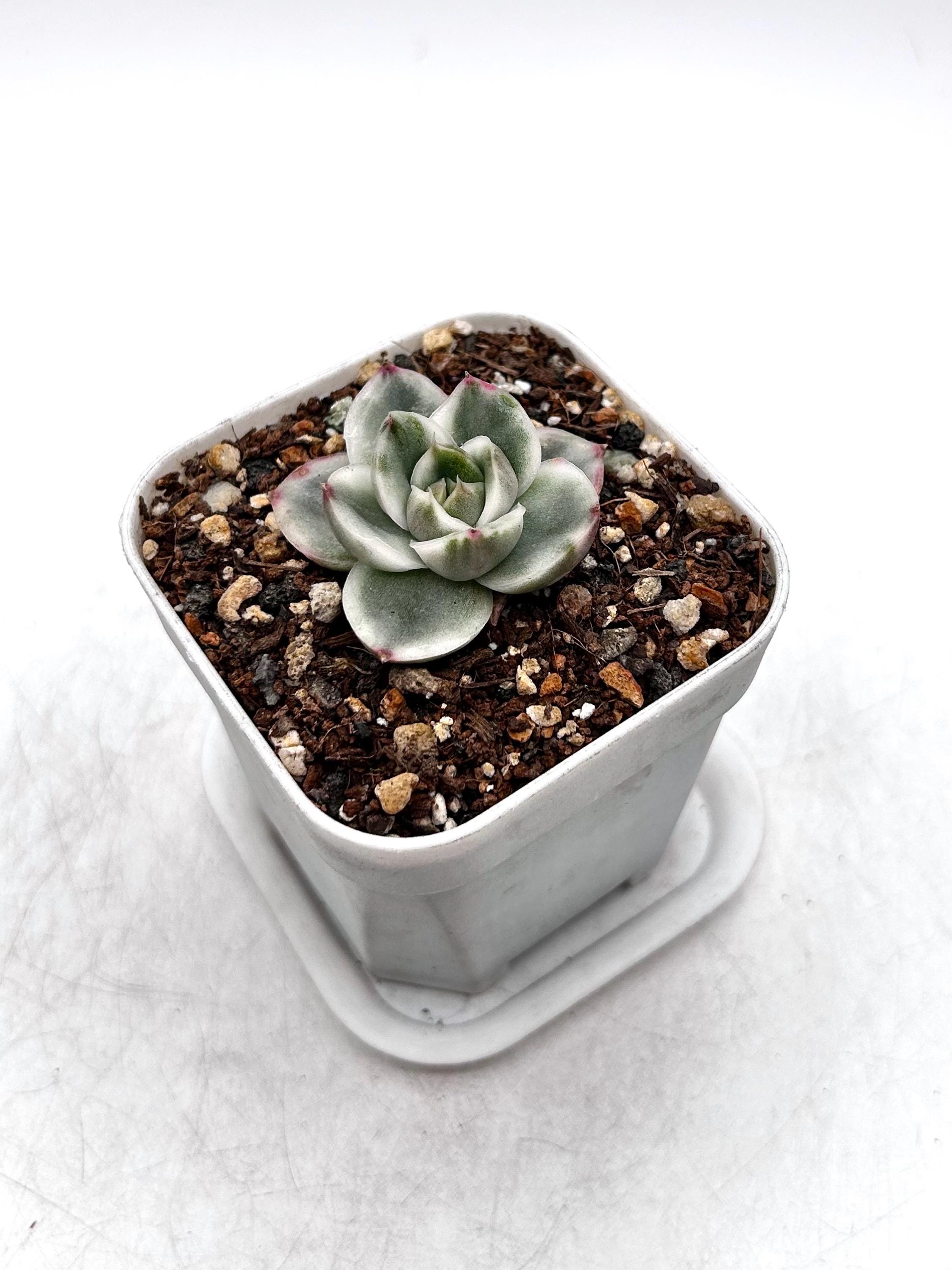 Variegated Echeveria Spring Rose (small) - Etsy