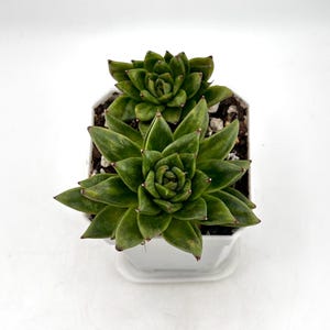 Variegated Echeveria Wrinkle Maria