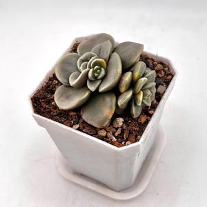 Variegated Pachyveria Chunky (Very Rare)
