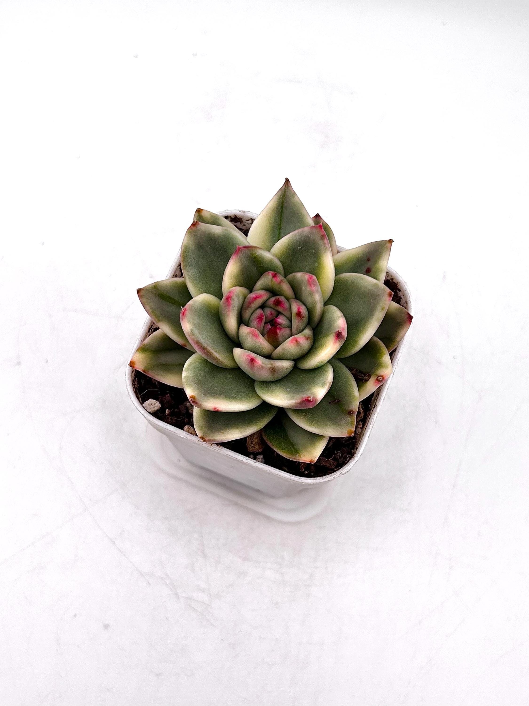 Variegated Echeveria Royal Chanel - Etsy