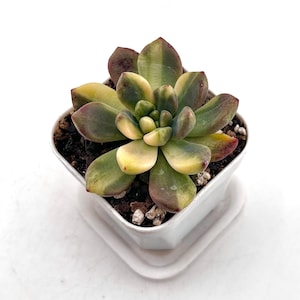 Variegated Pachyveria Paradoxa