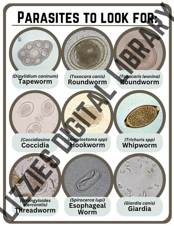 Intestinal Parasites Classification Human Intestinal Parasite Identification Chart