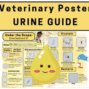 Op de afbeelding: Een veterinaire poster getiteld "URINE GUIDE" met gedetailleerde informatie over urine sediment ID. De poster bevat diagrammen van cellen, kristallen en bacteriën, met een cartoon urine druppel grafiek. De poster is ontworpen voor educatieve doeleinden.