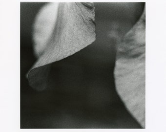 Iris #3 - Silver Gelatin Darkroom Print