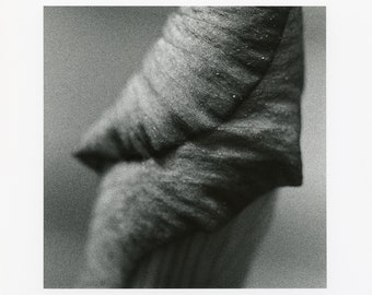 Iris #2 - Silver Gelatin Darkroom Print
