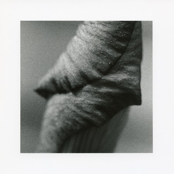 Iris #2 - Silver Gelatin Darkroom Print