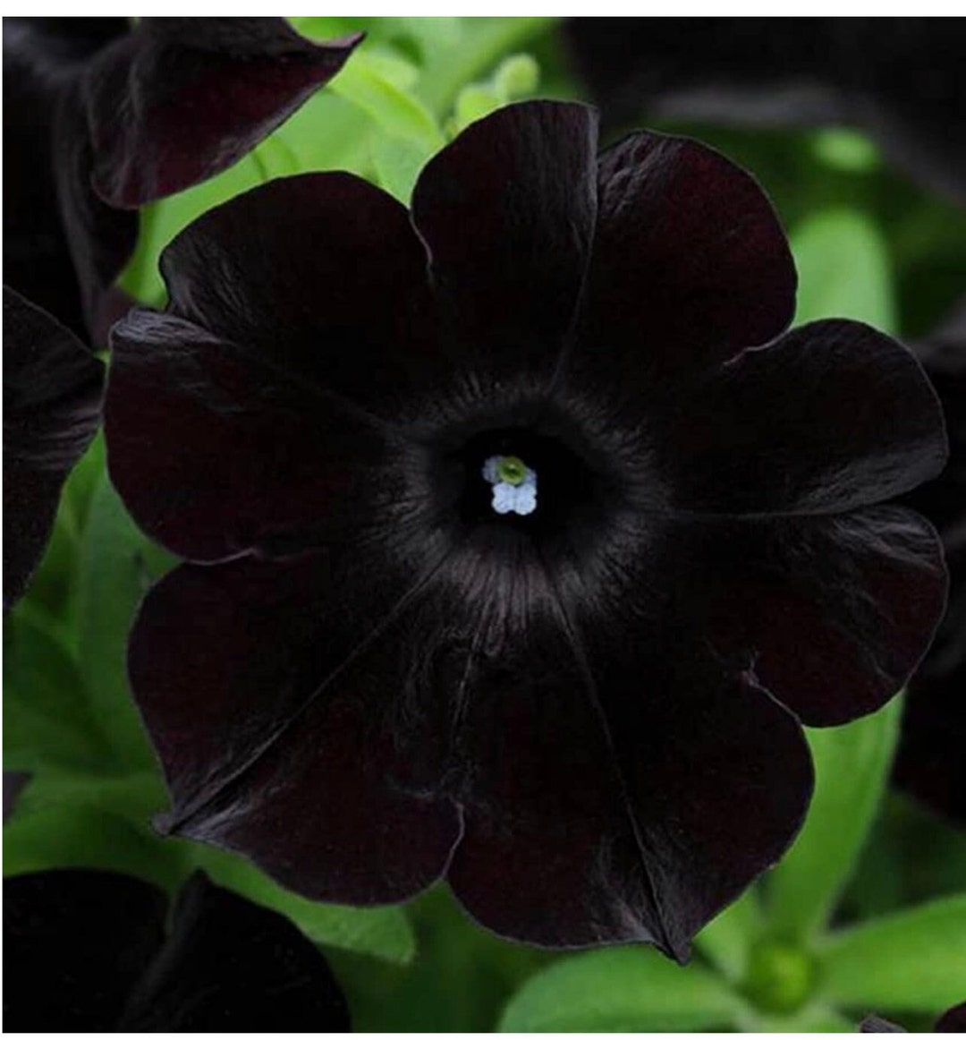 10 Black Petunia Seeds - Etsy