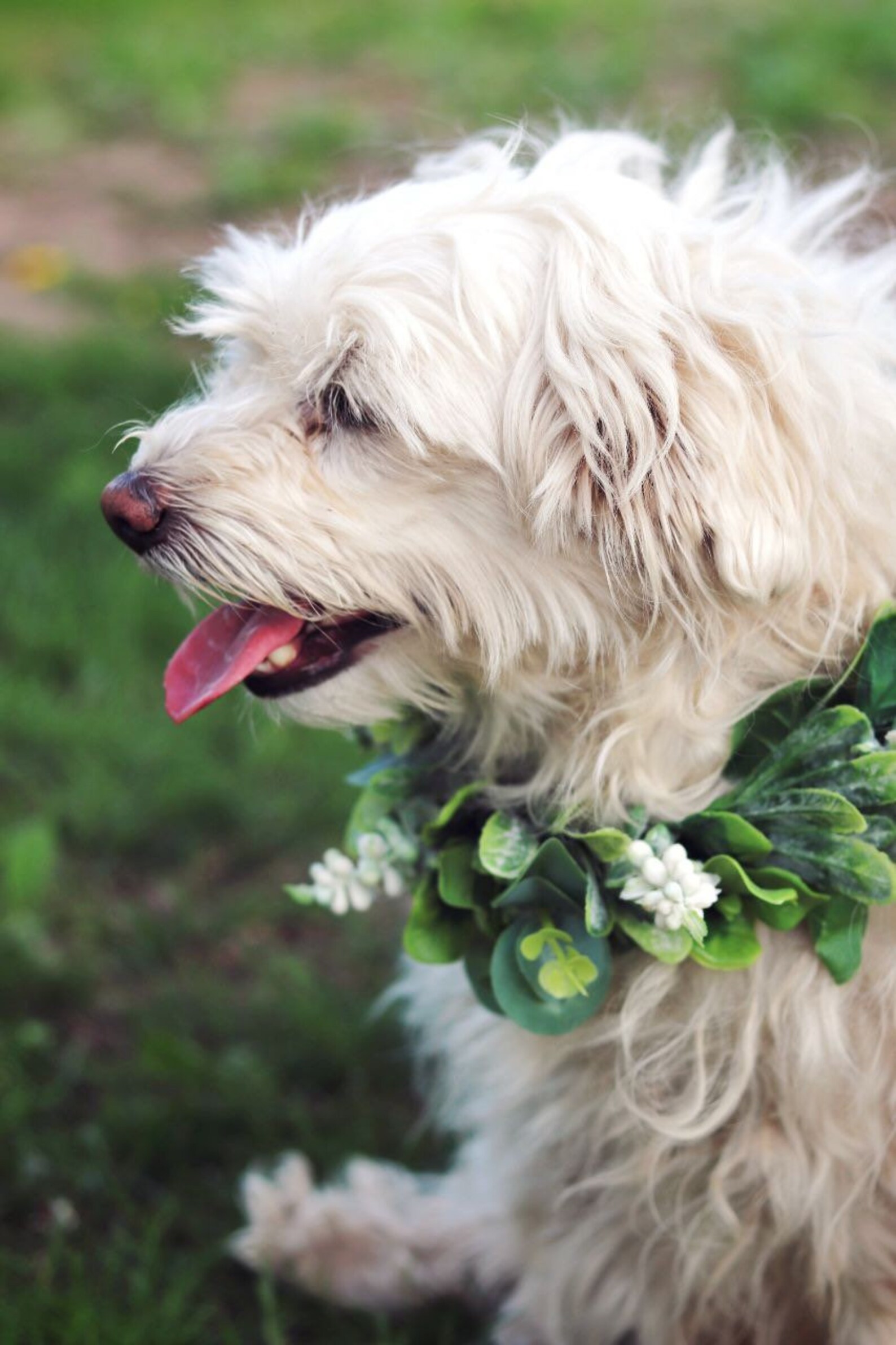 Hunde blumenhalsband Hochzeit Hund Ringträger Etsy
