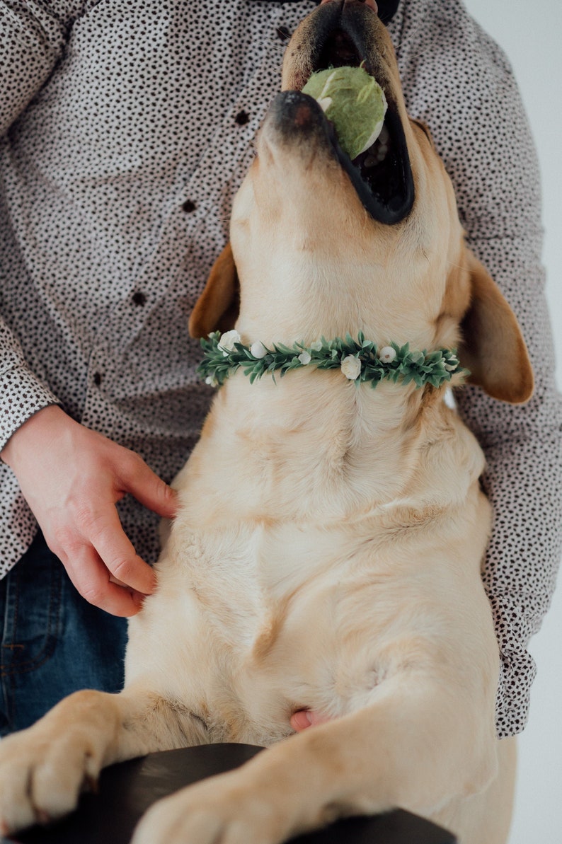 Dog ring bearer Wedding dog flower crown Dog wedding attire image 1