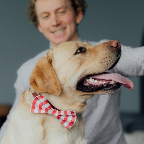 matching bow ties for dog and owner
