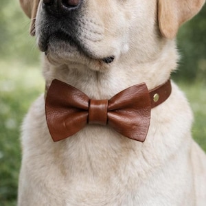 Könnte beinhalten: Ein braunes Leder-Fliegenhalsband an einem hellfarbigen Hund. Die Fliege ist ein sattes, dunkles Braun und ist auf der Brust des Hundes zentriert. Das Halsband ist aus passendem braunem Leder mit einem goldfarbenen Niet.