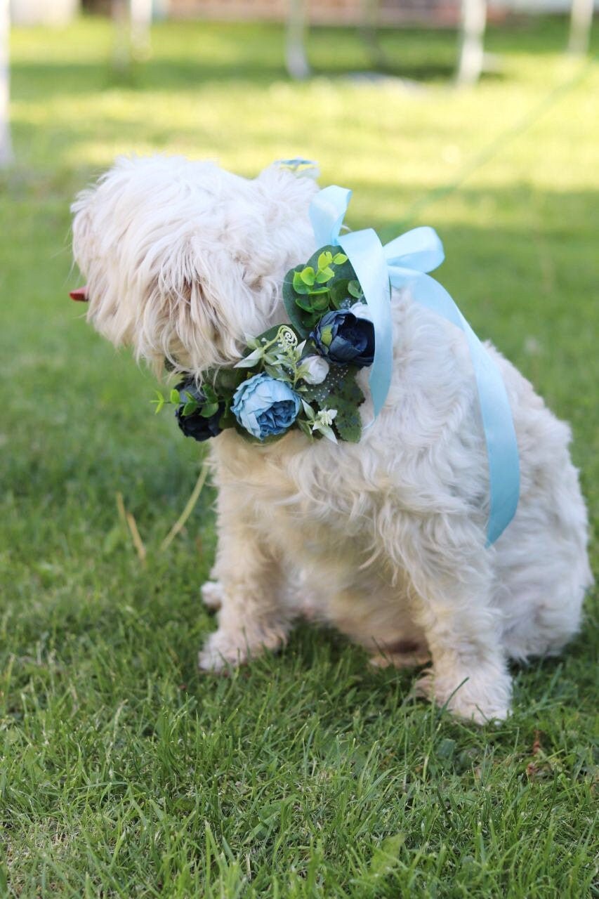 Hund Hochzeit Kleidung Mädchen Hund Blumenkragen Hochzeit Blau Etsy