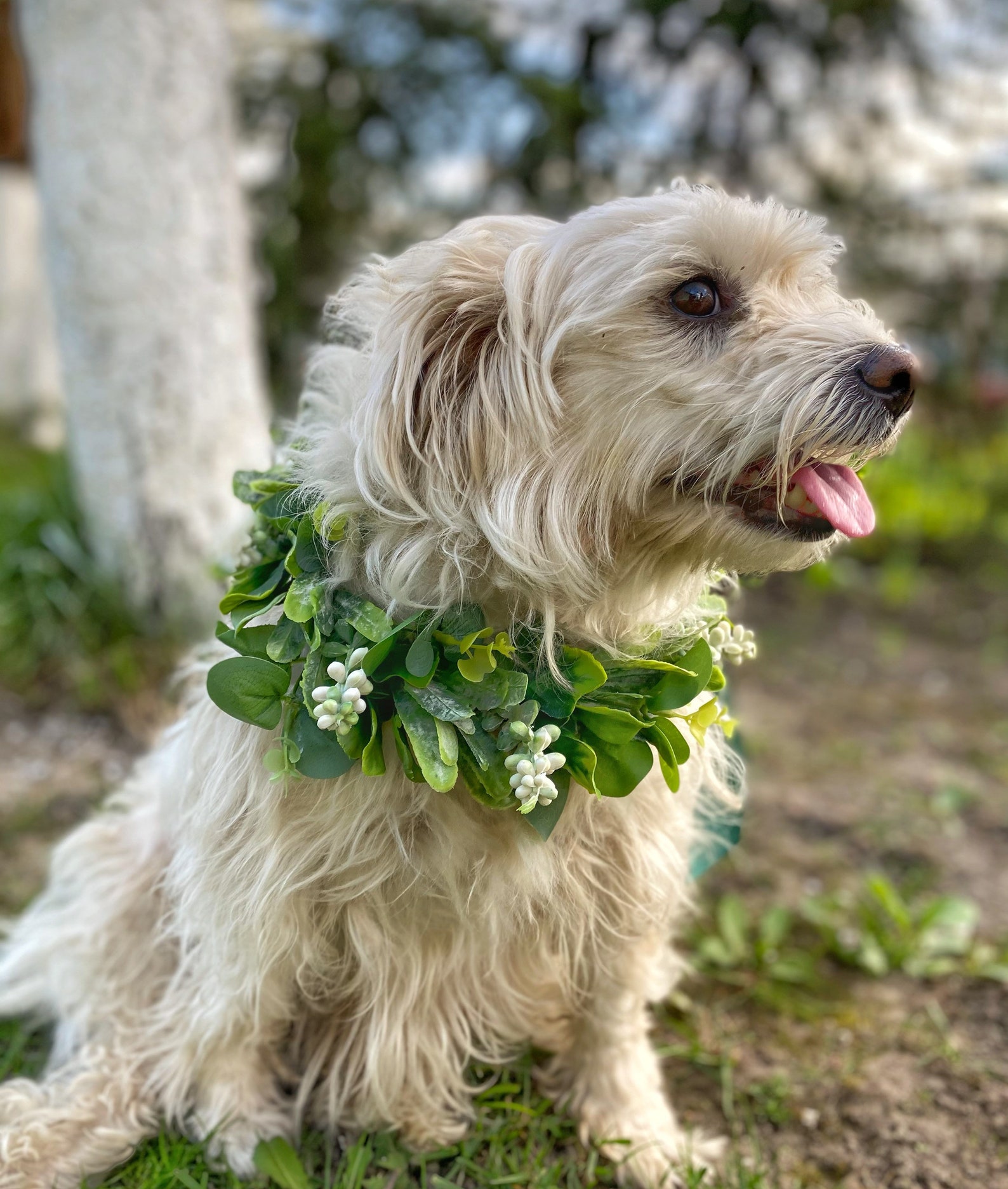Hunde blumenhalsband Hochzeit Hund Ringträger Etsy
