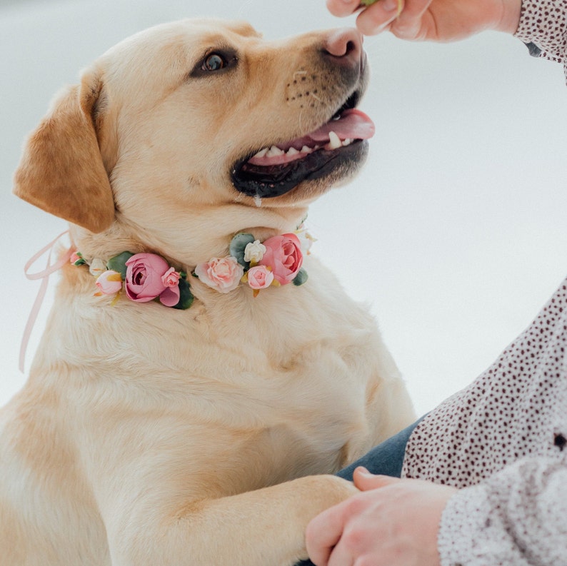 Tenue de mariage pour chien Couronne de fleurs pour chien fille image 9