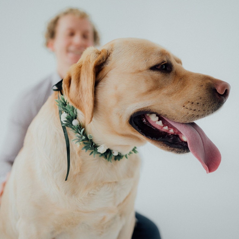 Dog ring bearer Wedding dog flower crown Dog wedding attire image 6