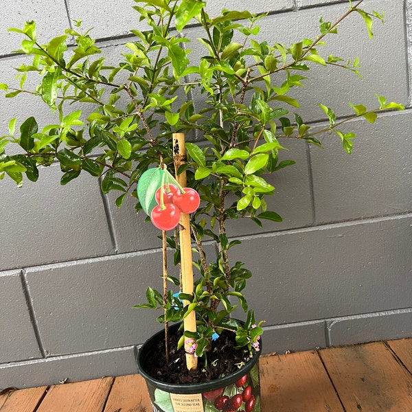 Barbados Cherry Tree.  1 gallon pot